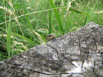 SX07596 Viviparous Lizard peaking over post (Zootaco vivipara).jpg